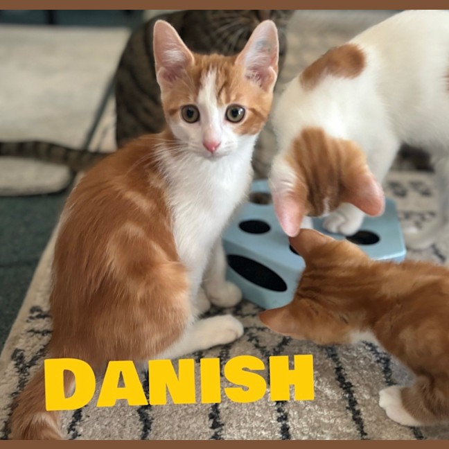 Photo of Danish 