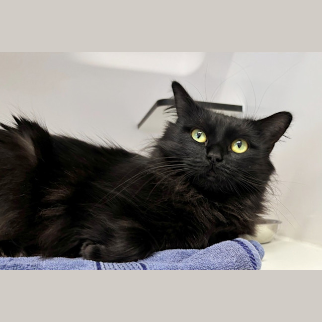 Photo of Pistachio Sta014018