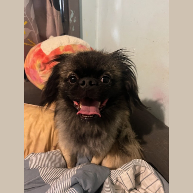 Photo of Snork
