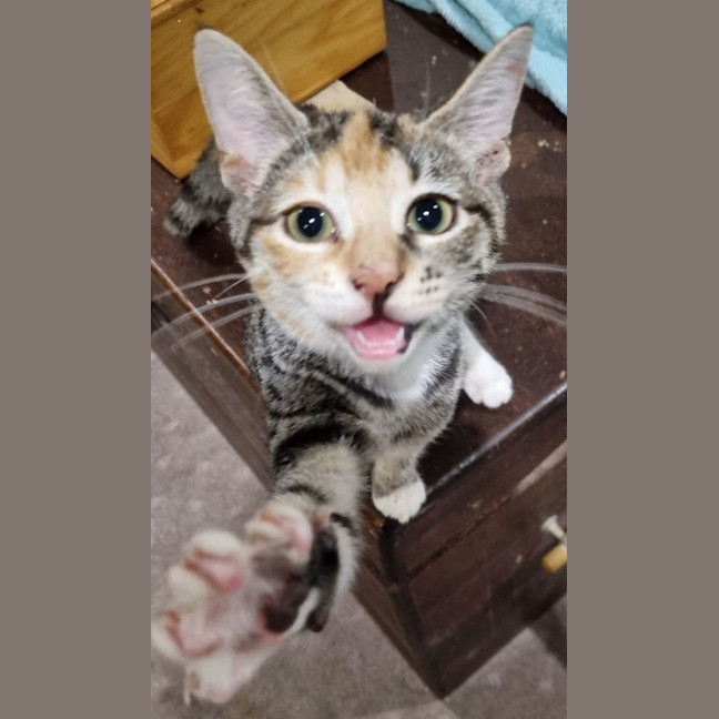Photo of Callie