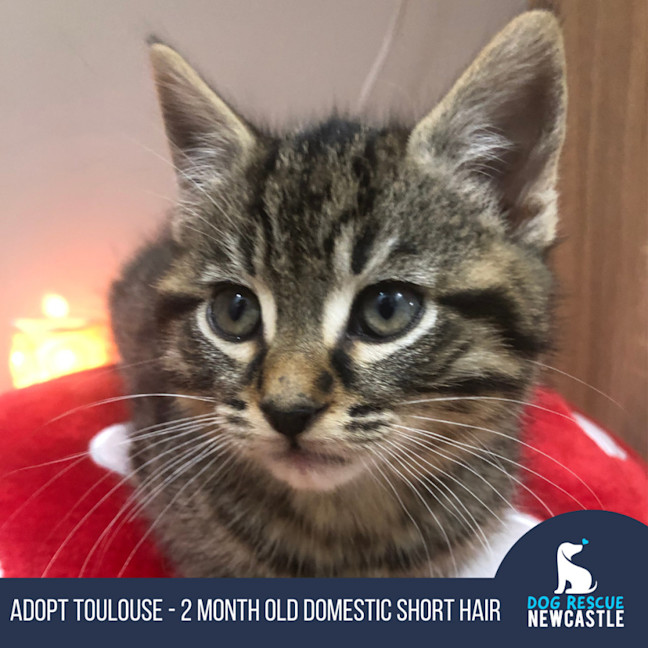 Photo of Toulouse   2 Month Old Domestic Short Hair (Trial)