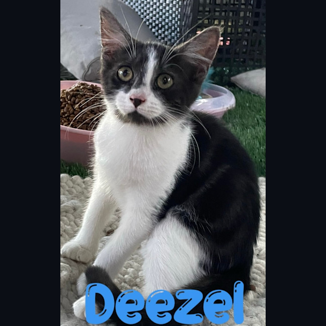 Photo of Deezel