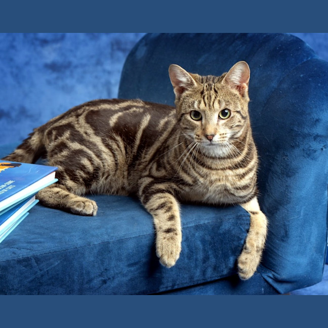 Photo of Inu Sta012540