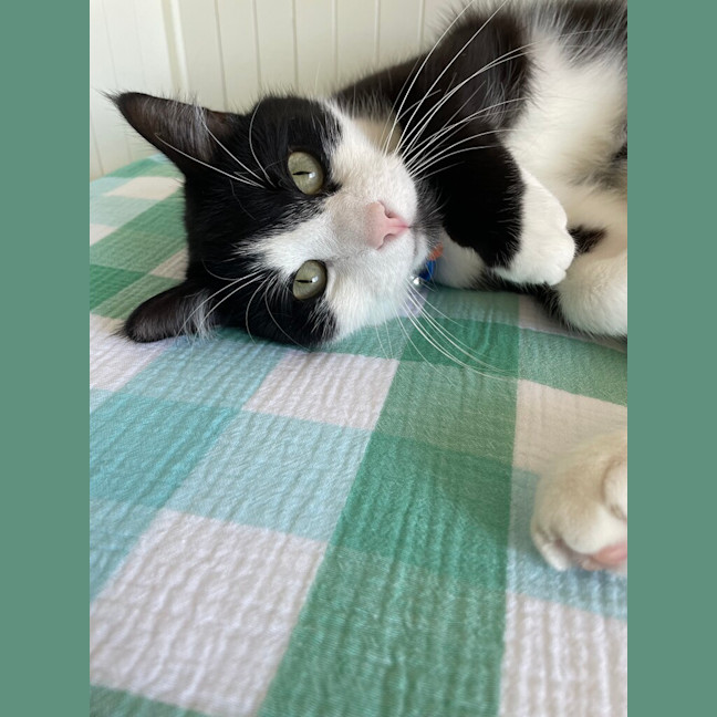 Photo of Newt