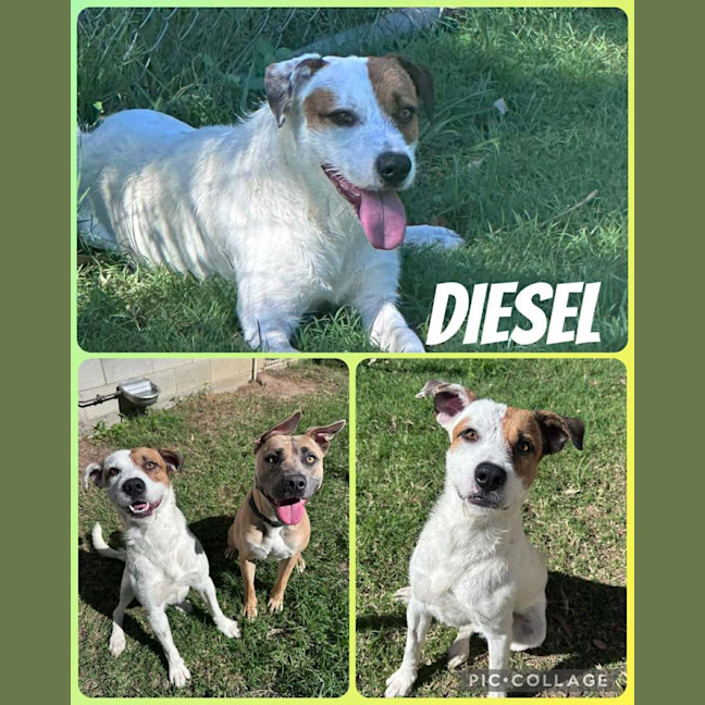 Photo of Diesel