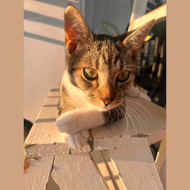 Photo of Schooner