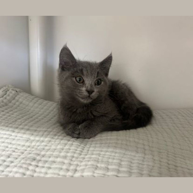 Photo of Atlas