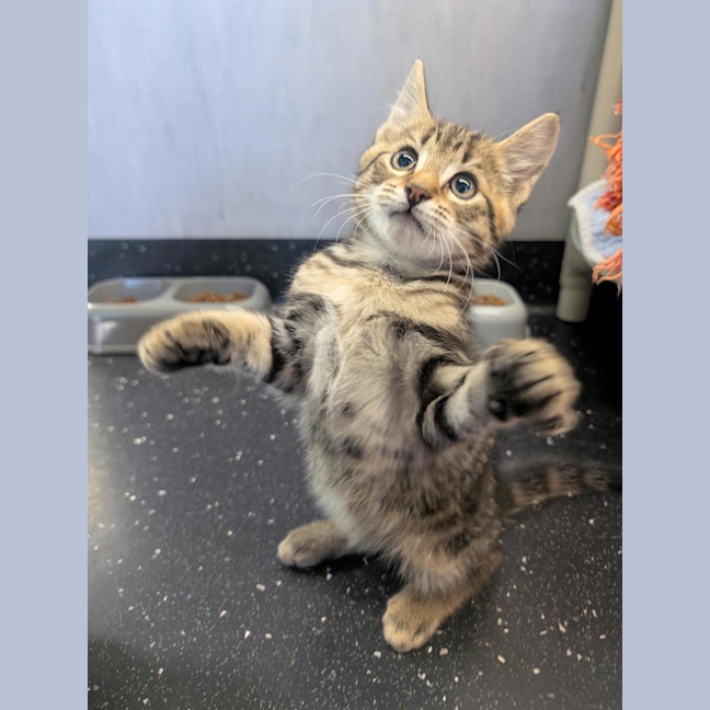 Photo of Savoury Pudding