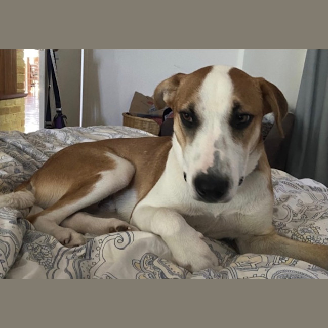 Photo of Harvey 
