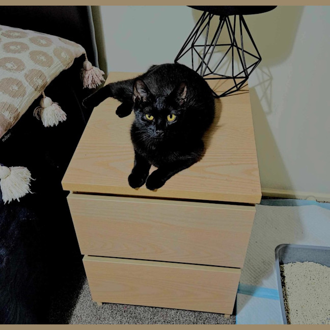 Photo of Harley & Batman 