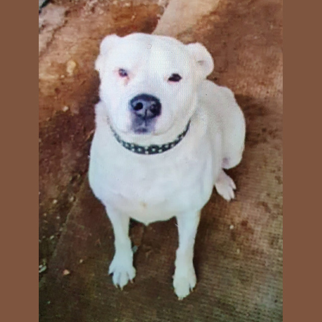 Photo of Tank