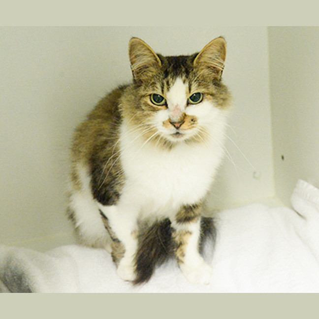 Photo of Flossy The Judgemental 