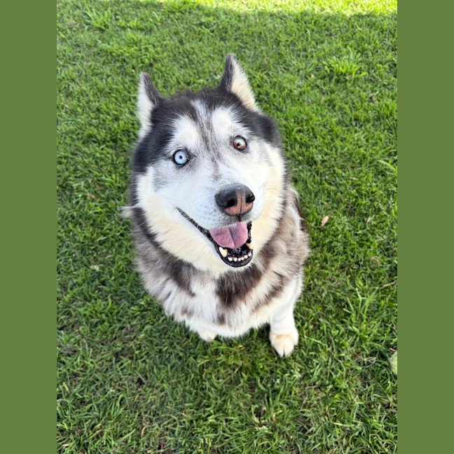 Photo of Shadow
