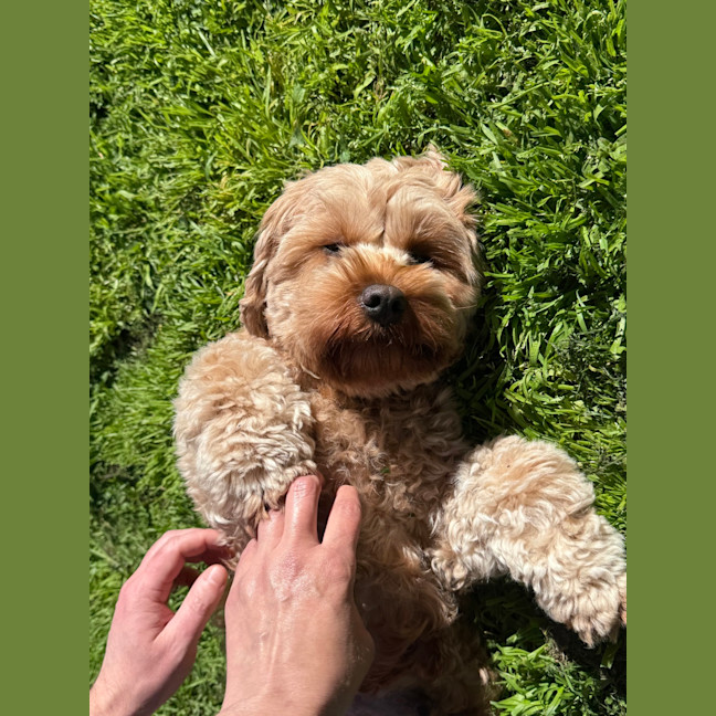 Photo of Millie