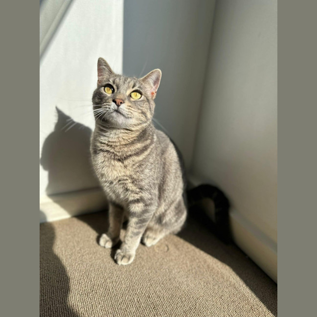 Photo of Chevy