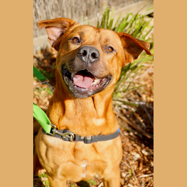 Photo of Smiley