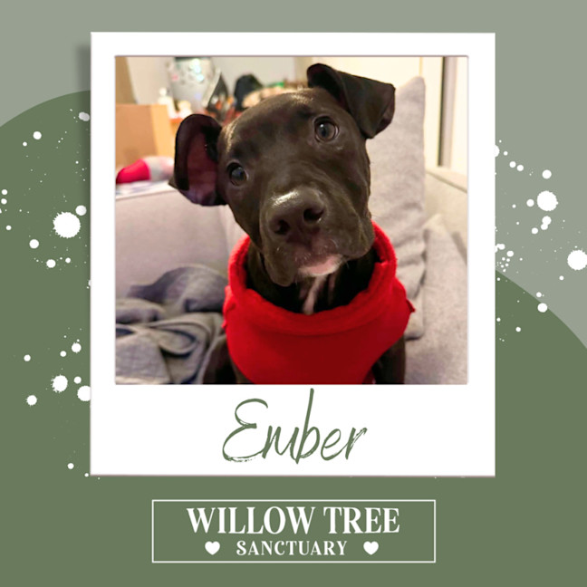 Photo of Ember