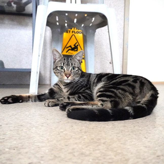 Photo of Tigger