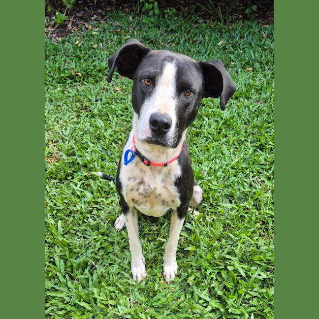 Photo of Molly *$250 Adoption Fee* 