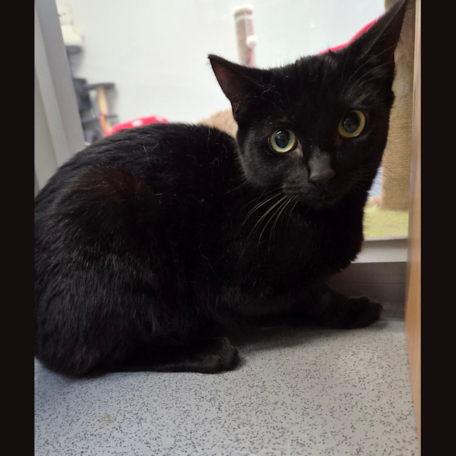 Photo of Sambucca