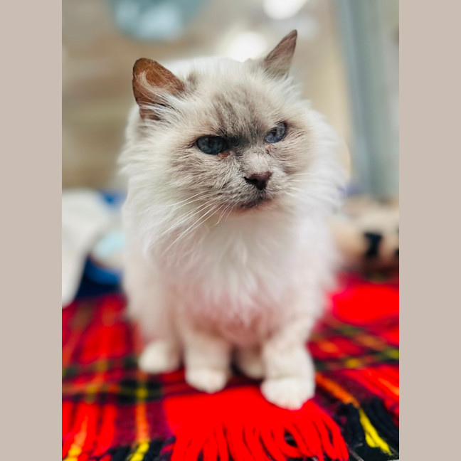 Photo of Snowflake