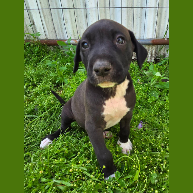 Photo of Binky   7 Week Old Bull Arab X Mastiff 
