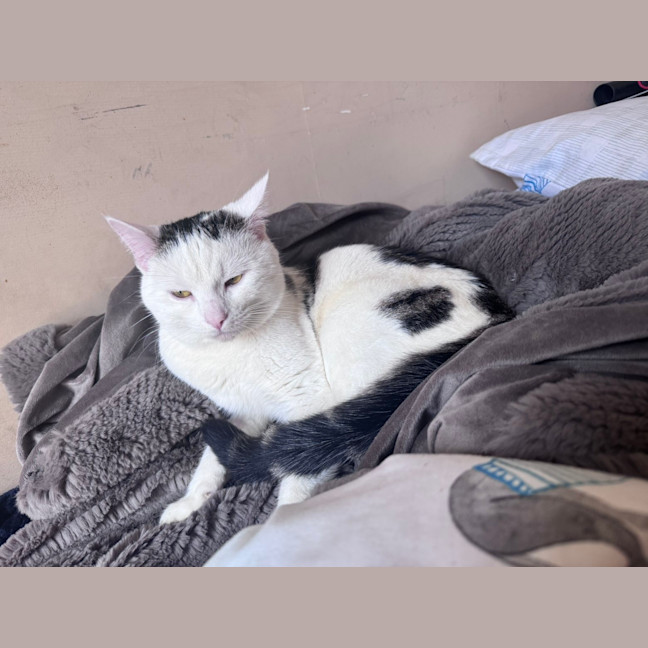 Photo of Toby