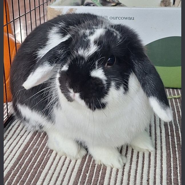 Photo of Mosaic (Mosey)