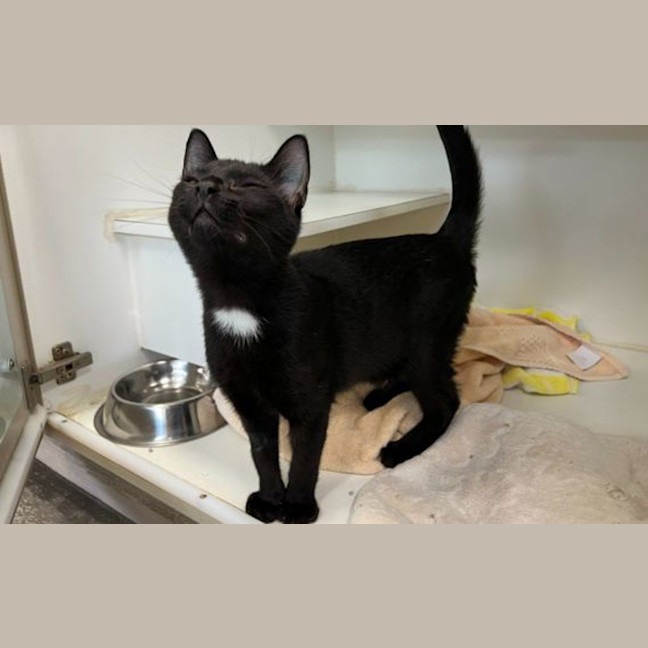Photo of Midnight