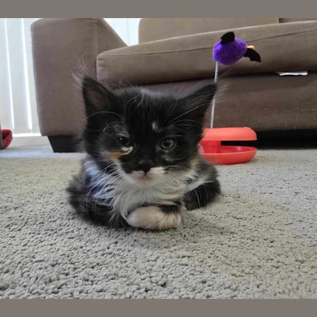 Photo of Creaming Soda