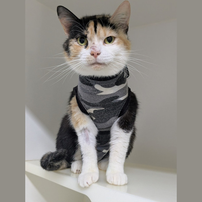 Photo of 🎀 Lucinda 6643 🎀