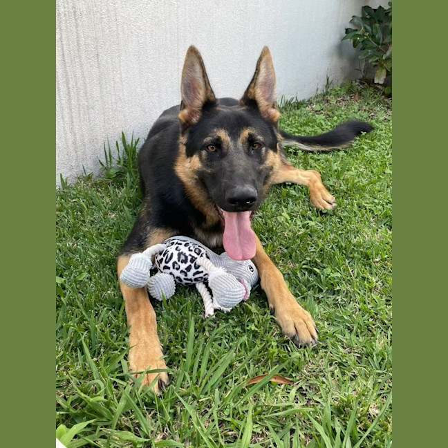 Photo of Yide   18 Month Old German Shepherd