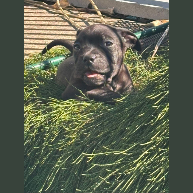 Photo of Daisy   10 Week Old Staffy X