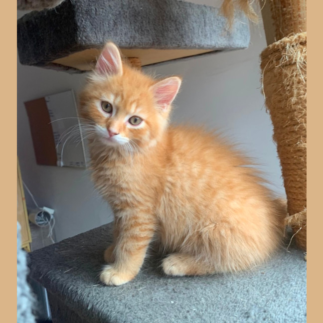 Photo of Sawyer 🐈🐈💙💙