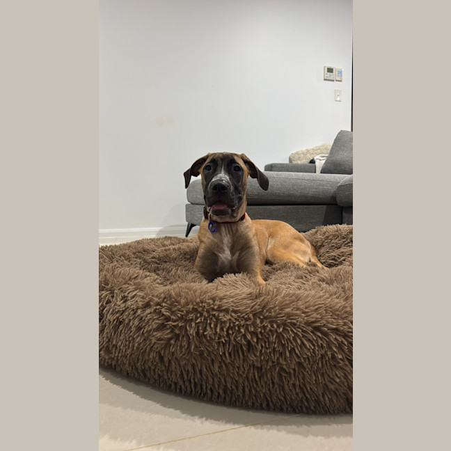 Photo of Whippy   5 Month Old Rhodesian Ridgeback X
