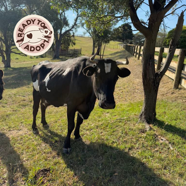 Photo of Blossom, Betsy & Toby