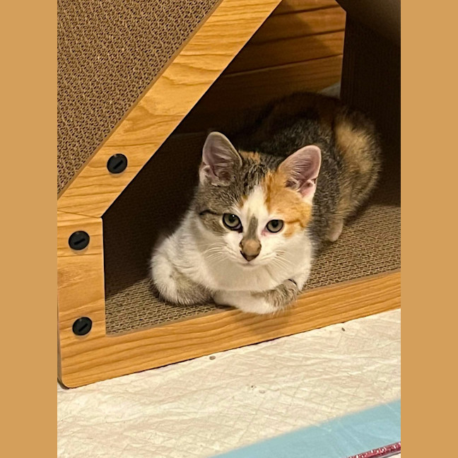 Photo of Gizmo