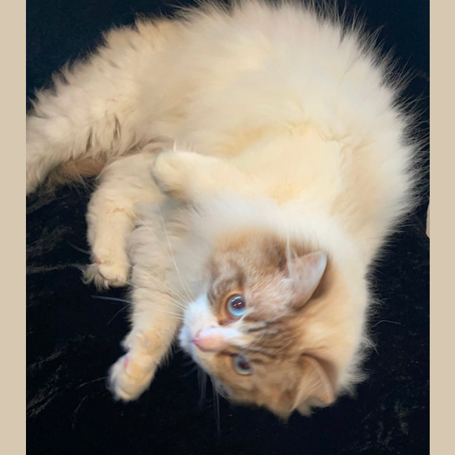 Photo of Fudge