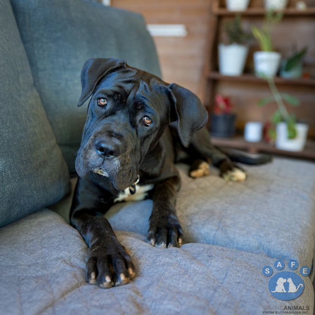 Photo of Baya