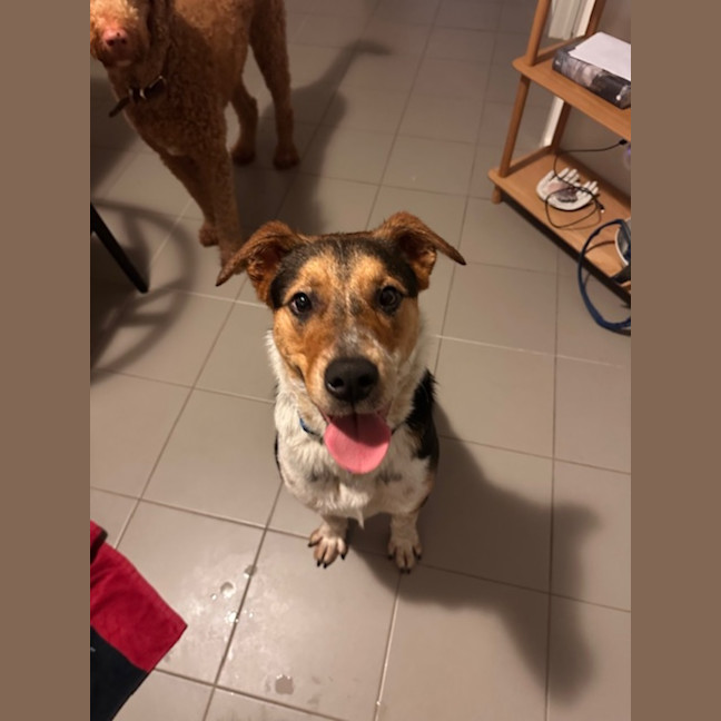 Photo of Merve   10 Month Old Kelpie X Cattle Dog