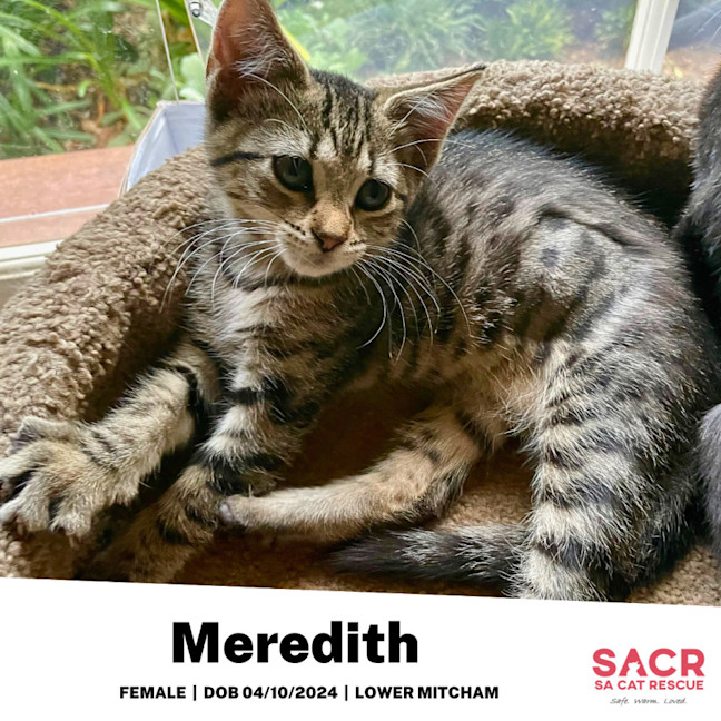 Photo of Meredith