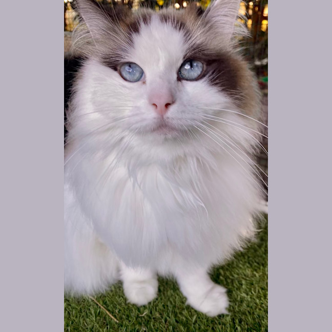 Photo of Annabelle