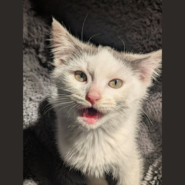 Photo of Grogu   In Foster Care In Ashburton