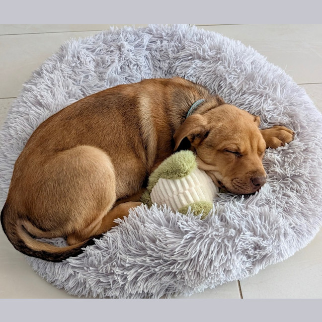 Photo of Franklin   9 Week Old Kelpie X Mastiff