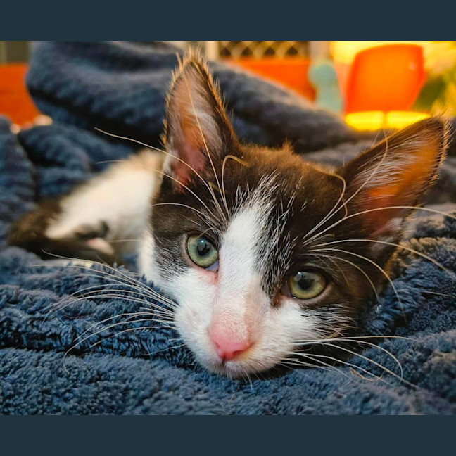 Photo of Goose 