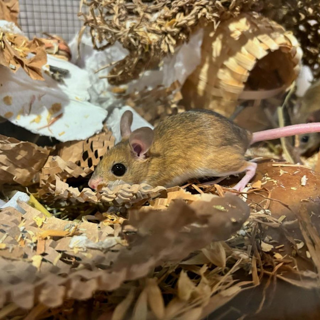 Photo of Myrtle, Protea & Ajuga