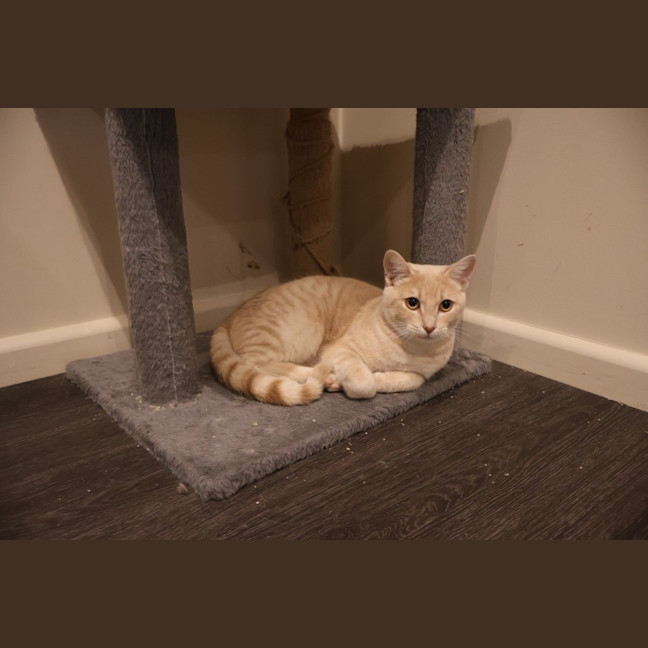 Photo of Cosmo