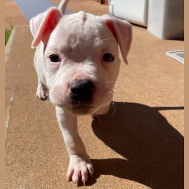 Photo of Crème Brulee