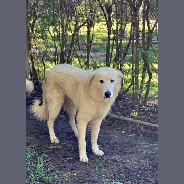 Photo of Caesar