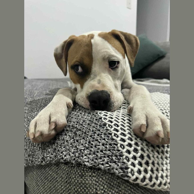 Photo of Marty   7 Month Old American Bulldog X